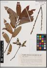 Foto von Salix caucasica Andersson